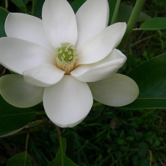 magnoliavaldez